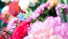 Bald ist Muttertag: Blumen aus dem Automaten mit girocard bezahlen